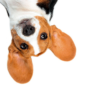 IDEAL HundehalterHaftpflicht: Hund auf dem Kopf